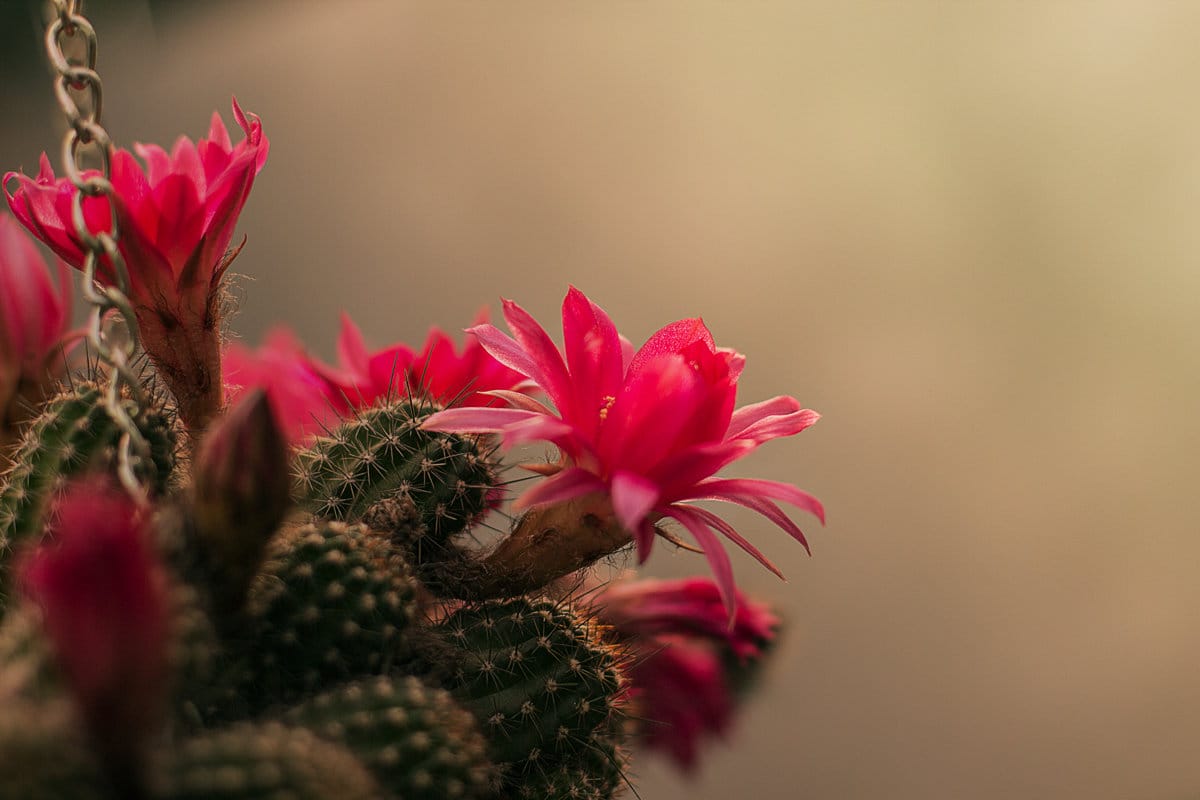 Mitä tarkoittaa, että kaktus kukkii – Feng Shuin näkökulmasta