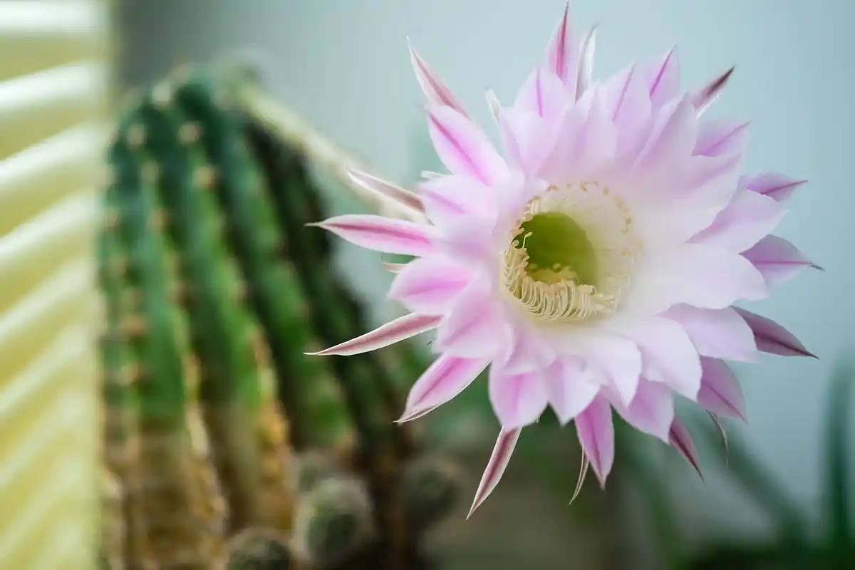 Mitä tarkoittaa, että kaktus kukkii – Feng Shuin näkökulmasta