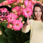 Kasvi, joka ei tarvitse kastelua ja kukkii 365 päivää vuodessa missä tahansa!