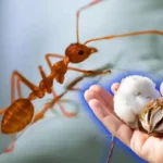 Kuinka karkottaa hormonat keittiöstä kahdella kodin ainesosalla