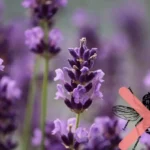 Kuinka karkottaa kesän kärpäset laventelilla, joka kestää kuivia maita ja vaatii vähän hoitoa