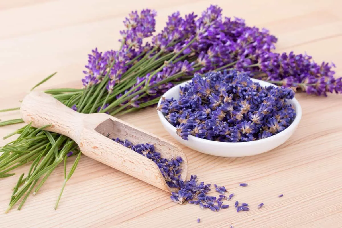 Kuinka karkottaa kesän kärpäset laventelilla, joka kestää kuivia maita ja vaatii vähän hoitoa