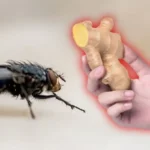 Inkivääri karkottaa kärpäset kotoasi – yksi keittiöstäsi löytyvä ainesosa riittää