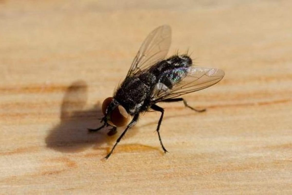 Kärpästen karkottaminen foliolla – näin pidät kodin vapaana hyönteisistä kesällä