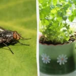 Kuinka karkottaa kärpäsiä ilman kemikaaleja: 4 kasvia, joita hyönteiset eivät siedä