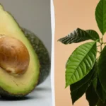 Kasvata eksoottinen avokado kotona – näin onnistut!