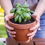 Kuinka kasvattaa “kuolematonta” basilikaa, joka ei kuole syksyn tullen