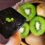 Kuinka kasvattaa kiivikasvi ruukussa hedelmän siemenistä