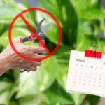 Juorun hoito: Miksi elokuussa ei pidä leikata ja miten pitää kasvi terveenä