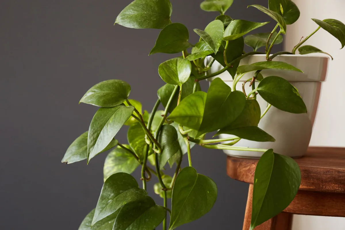 Juorun hoito: Miksi elokuussa ei pidä leikata ja miten pitää kasvi terveenä