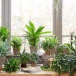 Kasvien kastelu kesällä – vältä tämä yleinen virhe ja pidä puutarhasi kukoistavana