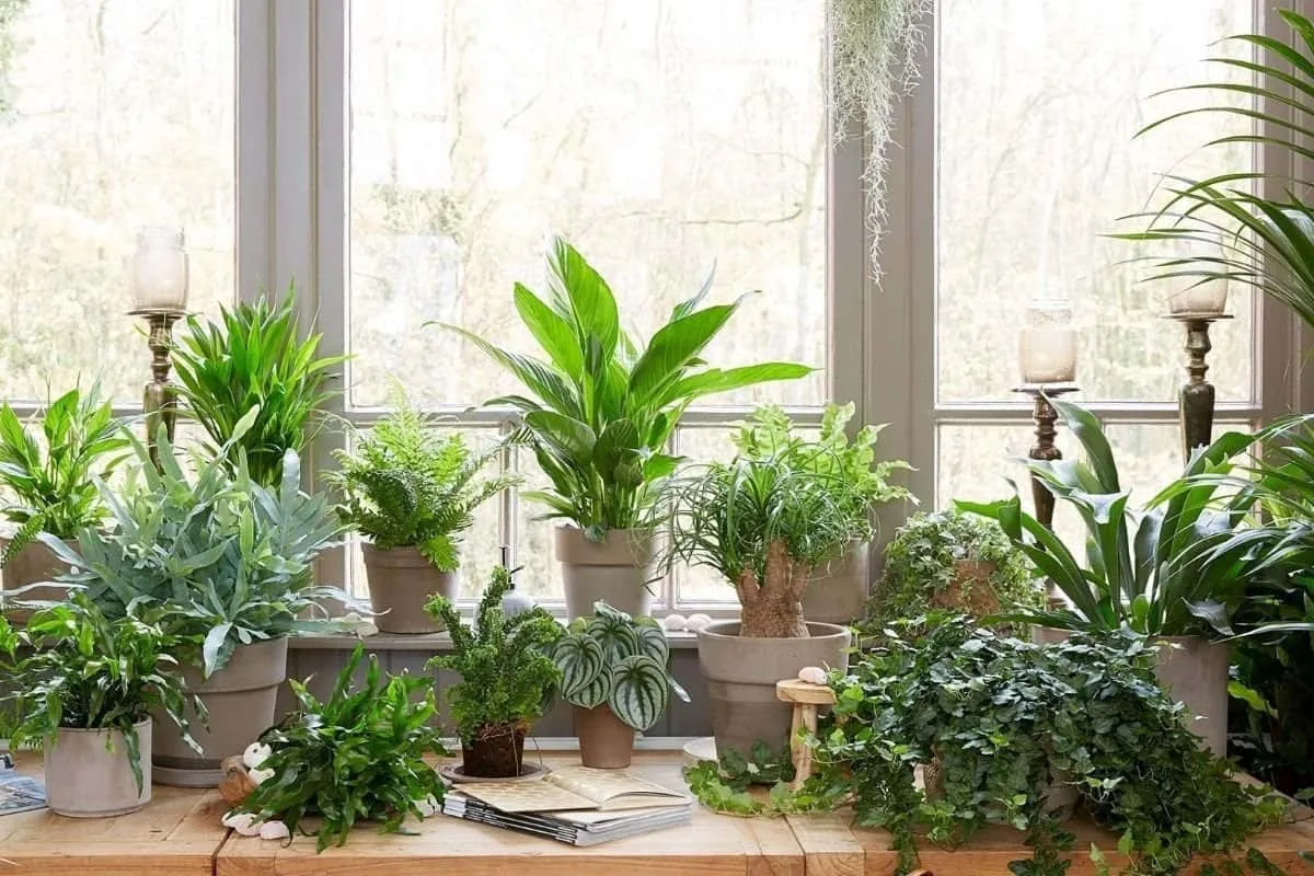 Kasvien kastelu kesällä – vältä tämä yleinen virhe ja pidä puutarhasi kukoistavana