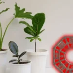 Ei puutarha eikä parveke: Tämä on paras paikka kotiisi asettaa kasvit ja hyödyntää niiden energiaa