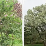 Vältä näitä kasveja talon lähellä: 7 ongelmallista valintaa