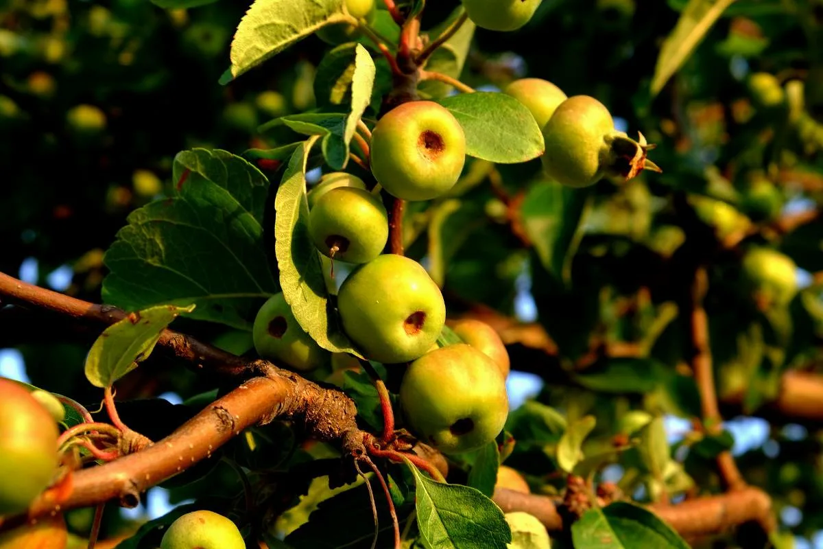 Vältä näitä kasveja talon lähellä: 7 ongelmallista valintaa