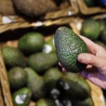 Vaihe vaiheelta: Kuinka kasvattaa avokadon siemenestä kaunis puu puutarhassa