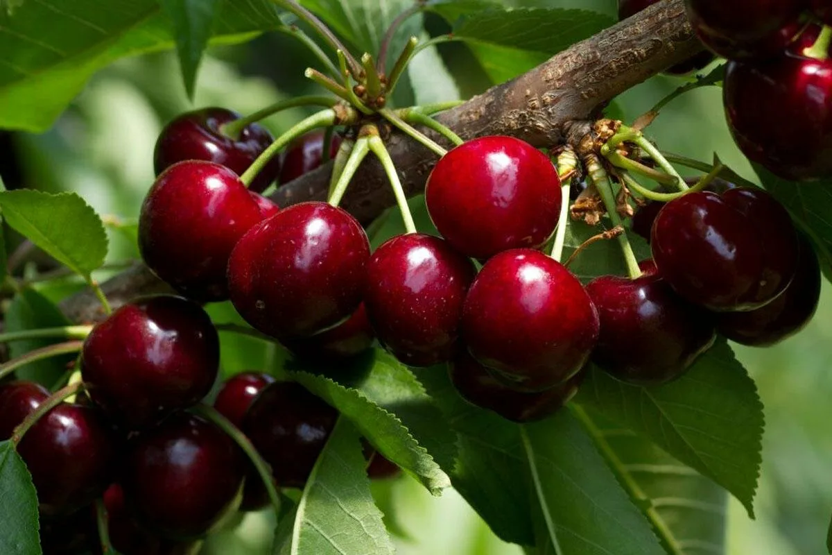 Näin istutat kirsikan siemeniä: Kasvata oma kirsikkapuu kotiin