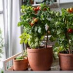 Istuta kirsikkatomaatteja ruukkuun ja nauti sadosta ympäri vuoden