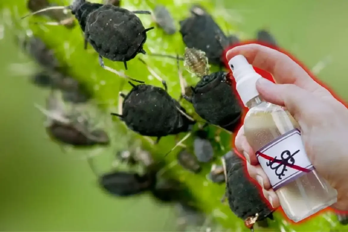 Luonnollinen kotikonsti kahdella ainesosalla: Karkota kirvat kasveiltasi ja estä lehtien kellastuminen