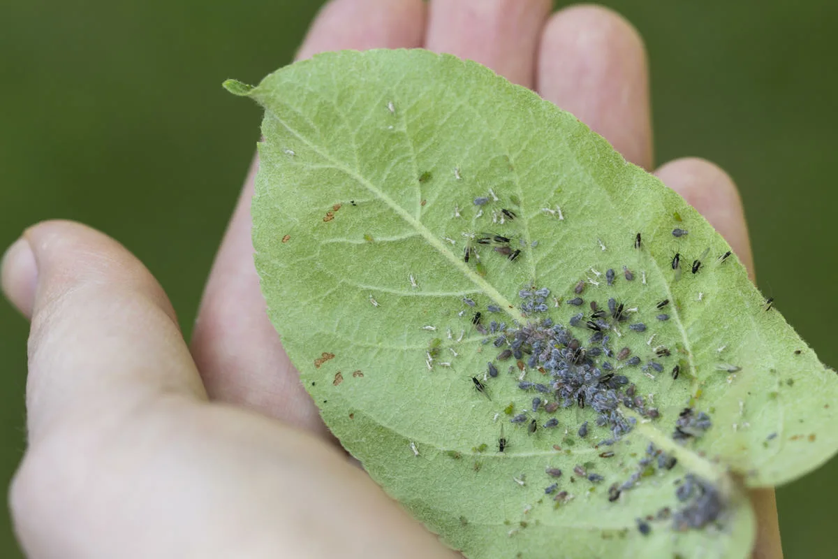 Luonnollinen kotikonsti kahdella ainesosalla: Karkota kirvat kasveiltasi ja estä lehtien kellastuminen