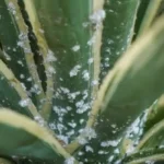 Kuinka poistaa kirvojen (cochinilla) ongelma luonnollisesti näillä 13 kotikonstilla