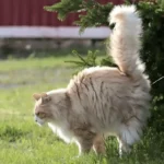 Miksi kissat heiluttavat häntäänsä – eläinlääkäri paljastaa salaisuudet