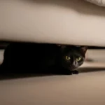 Mitä tarkoittaa, kun kissa piiloutuu sängyn alle? Asiantuntijoiden näkemys