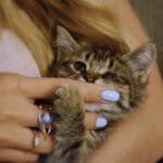 Miksi kissat istuvat päällesi, asiantuntijoiden mukaan?