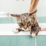 Miksi kissat pelkäävät vettä: Totuus tuhansia vuosia vanhasta pelosta