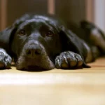 Kuinka kauan koira voi olla yksin kotona? Eläinlääkäreiden neuvot