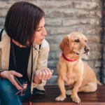 Mitä tarkoittaa, jos koira hylkii omistajaansa: Psykologian näkökulma