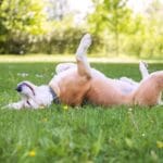 Koiran selällään makaaminen: Mitä se tarkoittaa asiantuntijoiden mukaan?