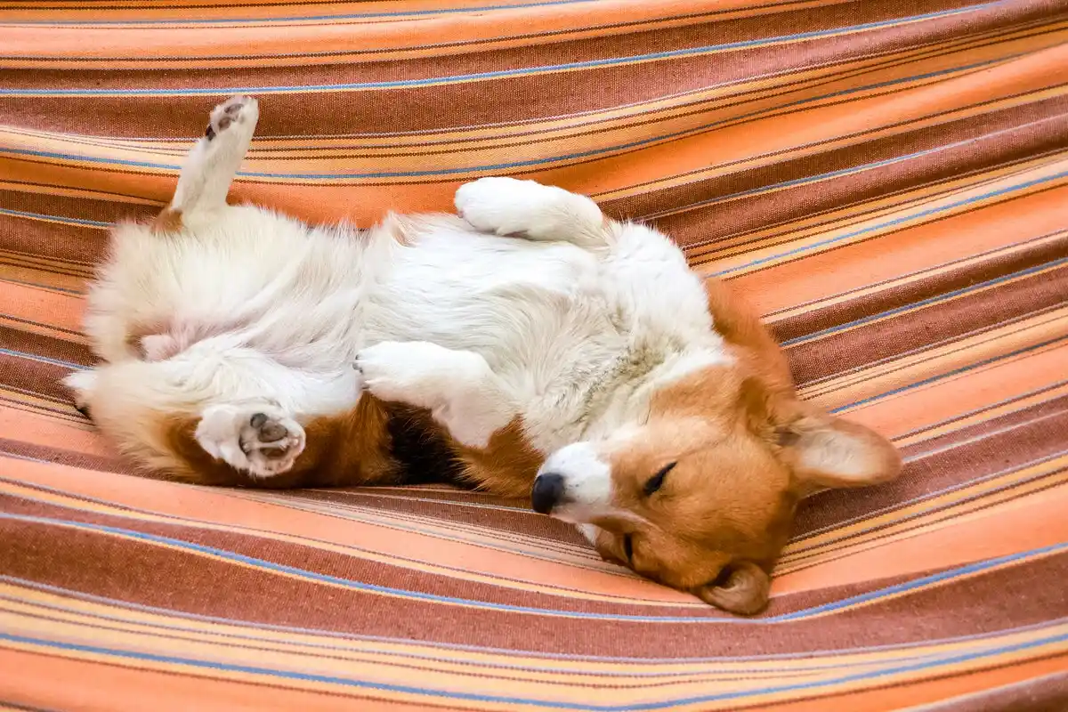 Koiran selällään makaaminen: Mitä se tarkoittaa asiantuntijoiden mukaan?