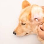 Neljä merkkiä, jotka paljastavat koiran kuulon heikkenemisen