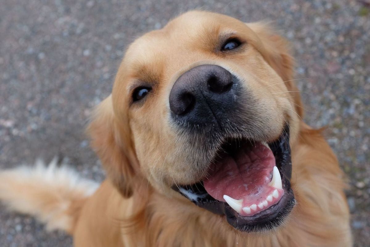 Neljä merkkiä, jotka paljastavat koiran kuulon heikkenemisen