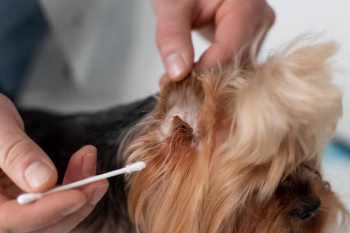 Neljä merkkiä, jotka paljastavat koiran kuulon heikkenemisen