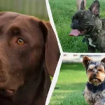 Mitkä koirarodut ovat todellisia ystäviäsi? Eläinlääkärit nimeävät 7 parasta rotua