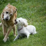Mitä tarkoittaa, jos koirasi ei tule toimeen muiden eläinten kanssa? Eläinlääkärin näkökulma