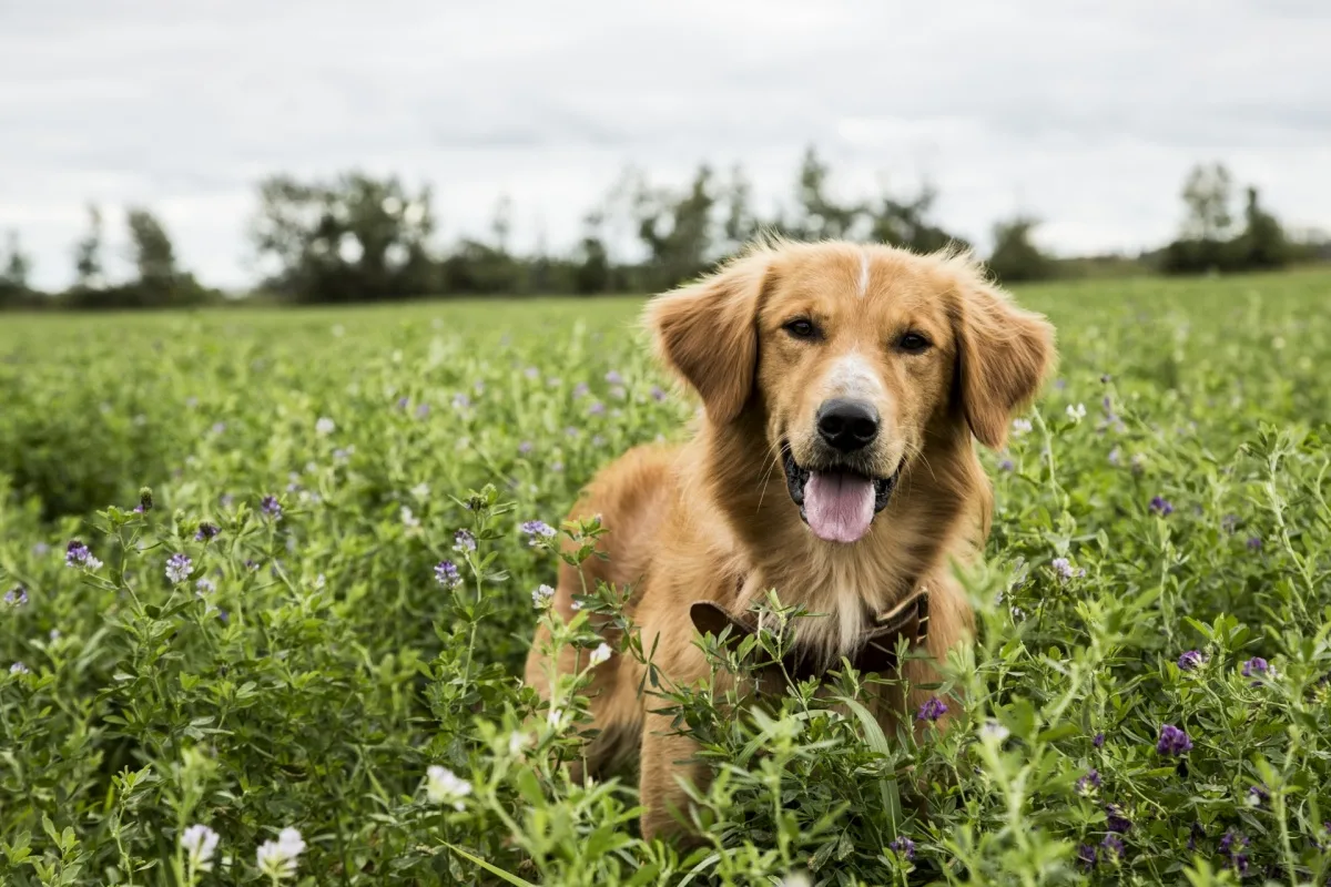 Koirien kanssa eläminen edistää lasten emotionaalista hyvinvointia ja fyysistä terveyttä