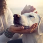 Koiria aina silittävien ihmisten vahvuudet ja heikkoudet psykologian näkökulmasta
