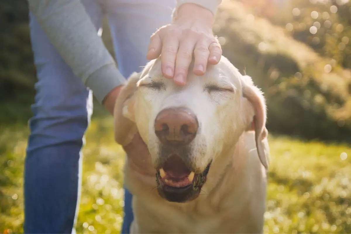 Koiria aina silittävien ihmisten vahvuudet ja heikkoudet psykologian näkökulmasta