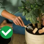 Kierrätä korkkeja auttaaksesi kasvejasi kasvamaan vahvemmiksi