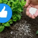 Kuinka valmistaa tehokas kotitekoinen lannoite yhdestä keittiön ainesosasta, joka saa kasvisi kukkimaan räjähdysmäisesti alle kolmessa päivässä?