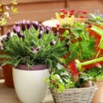 Kuinka stimuloida kasveja kukkimaan ja tuottamaan hedelmiä yksinkertaisella viiden ainesosan kotitekoisella lannoitteella