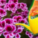 Kuinka saada kasvit kukkimaan runsaasti yksinkertaisella viiden ainesosan kotitekoisella lannoitteella