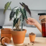 Ei munankuoria eikä soodaa: Näin teet kotitekoisen "vihreän kullan" lannoitteen kasveillesi