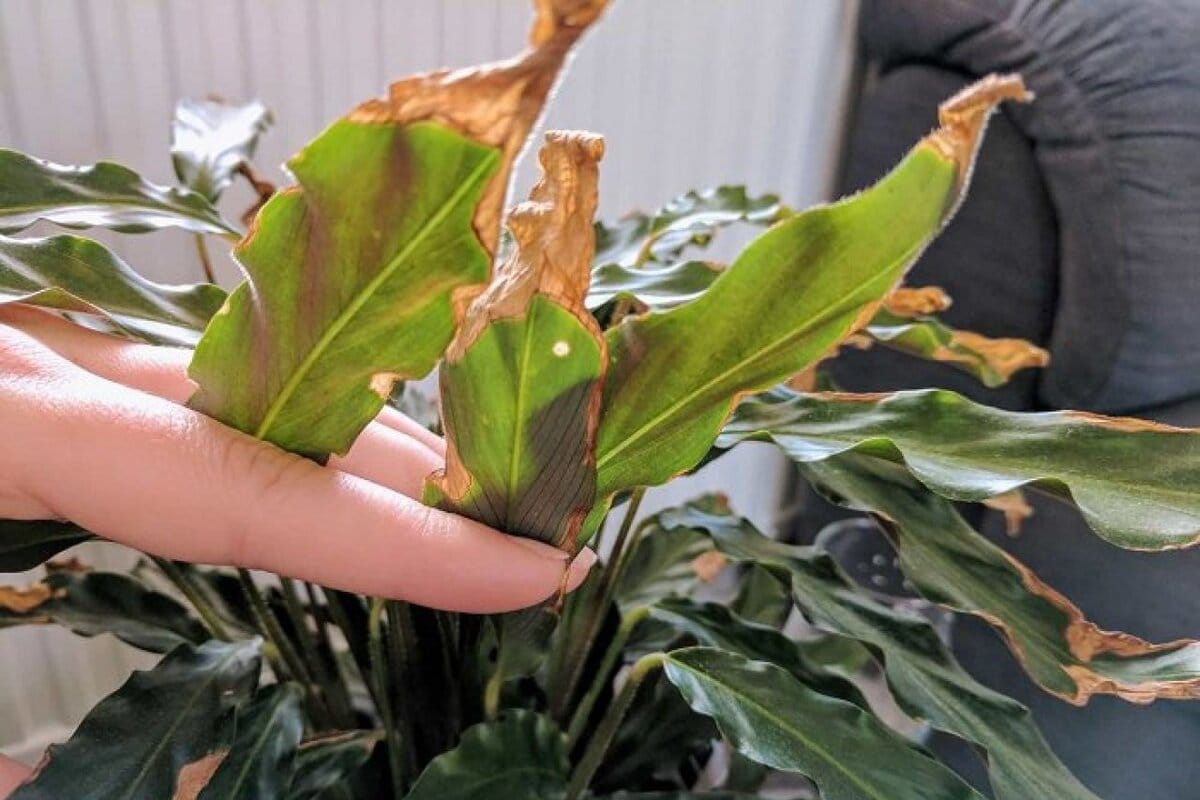 Feng Shui: Mitä kuivat lehdet olohuoneen kasveissa tarkoittavat?