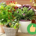 Lisää keittiösieni ruukkujesi pohjalle ja kasvisi kukkivat upeasti