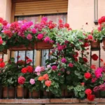 Kesän kauneutta terassille: Parhaat kuumuutta kestävät kasvit