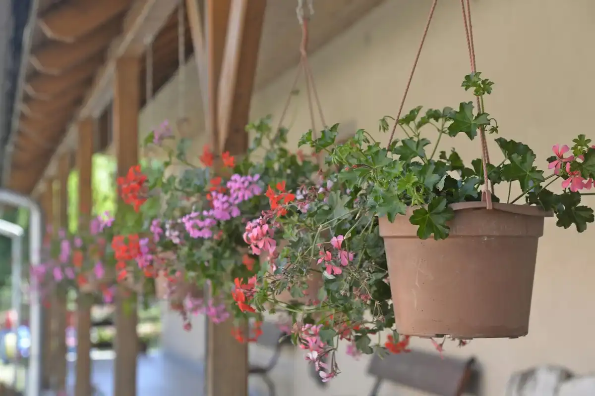 Kesän kauneutta terassille: Parhaat kuumuutta kestävät kasvit